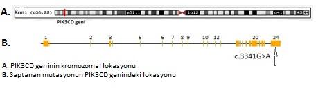 65 4.3.25. Yirmi Beş Numaralı Hasta Kombine immün yetmezlik düşünülen hastada, hedeflenmiş 365 gende hastalığa neden olabilecek herhangi bir varyant saptanamamıştır. 4.3.26.