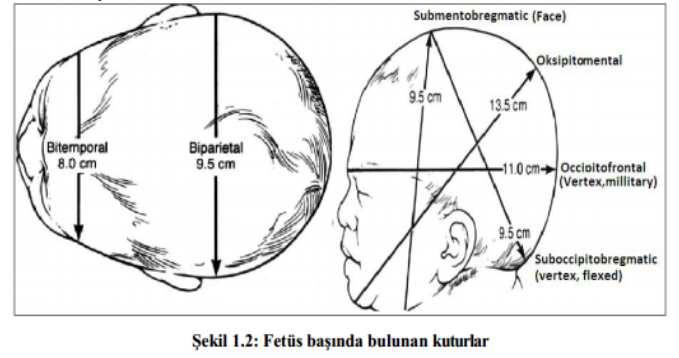 Ön-arka kutur Oksipito-frontal kutur: Burun kökünden oksipital kemiğin en çıkıntılı kısmına kadar uzanır. Uzunluğu 11-11,5 cm'dir.