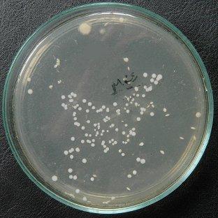 Şekil 3.1. Denemede kullanılan Pediococcus acidilactici probiyotik bakterisinin MRS Agar da saf kültür kolonileri 3.1.6.