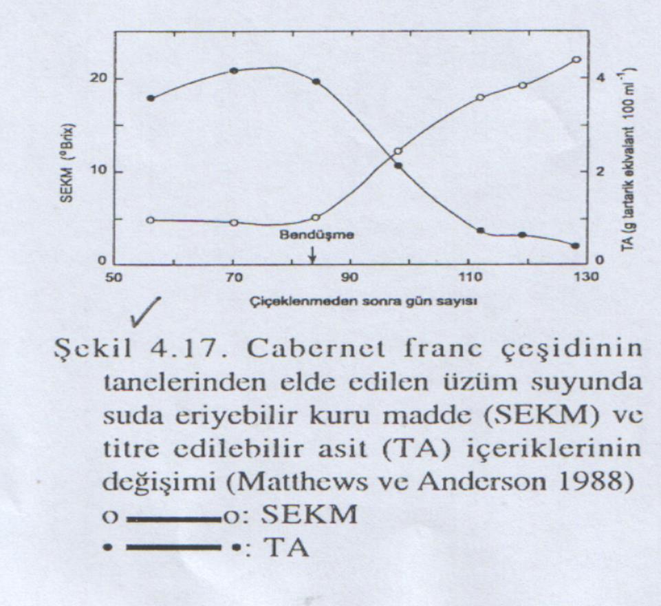 Karbonhidratlar Üzüm tanelerinde olgunlaşma süresince organik asitler azalırken, şekerlerin yoğunluğu artar.