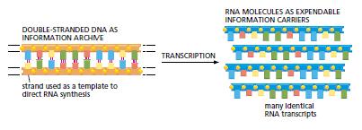 DNA dizisinin belirli bölümlerinin kopyalanması ile oluşan farklı RNA molekül grupları her