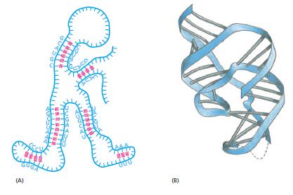 RNA molekülünün yapısı (A) Aynı RNA molekülünün farklı bölgeleri arasındaki nükleokd eşleşmesi molekülün belirgin bir