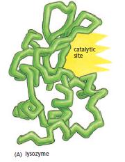 Bütün hücreler proteinleri katalizör olarak kullanır Protein monomerleri