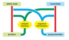 Bir otokataliik süreç olarak yaşam PolinükleoKdler (nükleokd polimerleri) ve proteinler (amino asit polimerleri) karmaşık kimyasal