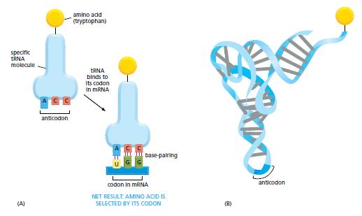 Bütün hücreler RNAyı proteine aynı şekilde çevirir GeneKk bilgi 4 harfli polinükleokd alfabesinden 20 harfli protein alfabesine