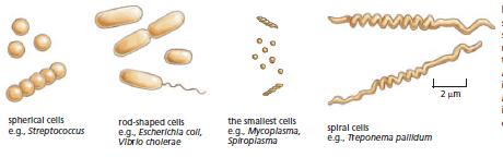 En geniş biyokimyasal çeşitlilik prokaryot hücrelerde gözlenir Canlı organizmalar hücre yapısına göre ikiye ayrılır: (1) Ökaryot: DNAları çekirdek içinde