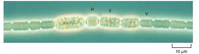 Anabaena cylindirica çok hücreli iplikler