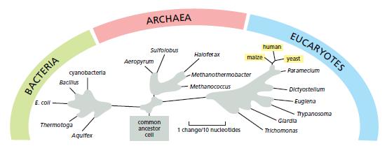 Yaşam ağacının 3 ana dalı vardır: Bakteriler, arkeler ve ökaryotlar Farklı türlerdeki ribozomal RNA altbirimlerinin nükleokd dizilerinin karşılaşdrılması sonucu oluşturulan ağaç.