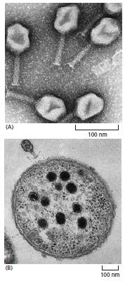 Laboratuvarda ve doğada genler organizmalar arasında aktarılabilir Prokaryotlarda yatay gen aktarımı: bakteriyofaj, plazmidler (A) T4 bakteriofajının elektron mikrogran (B) Bakteri yüzeyindeki T4
