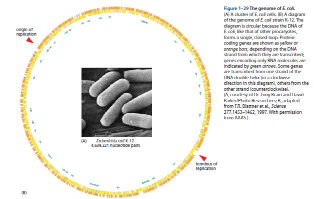 Escherichia coli: yeni keşfedilen genlerin