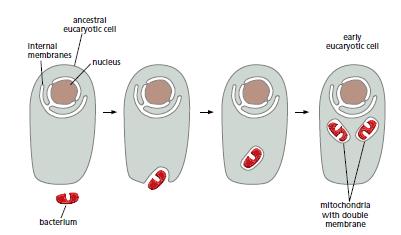 ökaryokk hücrenin mitokondrinin bakteri atasını