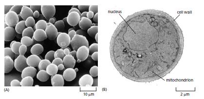 Maya en küçük ökaryot modelidir Saccharomyces cerevisiae, tomurcuklanan maya Hayat döngüsü: Çevresel koşullara ve genokpin ayrındlarına