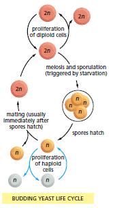 Diploid alışılagelmiş şekilde çoğalabilir veya mayoz ile haploid hücreler oluşur.