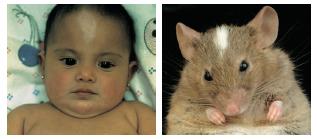 Fare memeliler için model organizmadır İnsan ve fare: benzer genler ve benzer gelişim Bebek ve fare