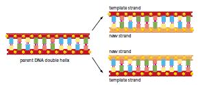 Bütün hücreler kalıtsal bilgileri kalıplı polimerleşme ile kopyalar. DNA Dpkıyapımı ile genekk bilgi kopyalanır.