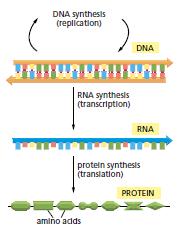 Bütün hücreler kalıtsal bilgi parçalarını aynı ara şekle (RNA)