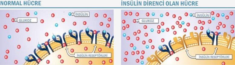 İnsülin; İskelet kaslarında glikoz alımını Hepatik glikoz üretimini Adipoz dokuda lipolizisi İnsülin direnci ;