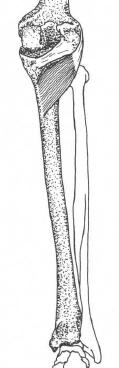 Derin grup Popliteus Bacak posterior kompartmanındaki derin grup kasların en küçüğü ve üsttekidir. Düz ve üçgen şekillidir. Tibia arka yüzü soleus çizgisinin üstünden başlar.