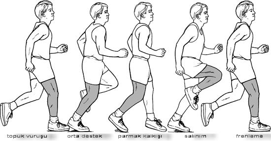 Şekil 15. Koşu fazları Kalça ekleminde gluteus maksimus duruş fazındaki tarafta gövdenin fleksiyonunu kontrol ederken, salınım fazındaki tarafta bacağı yavaşlatır.