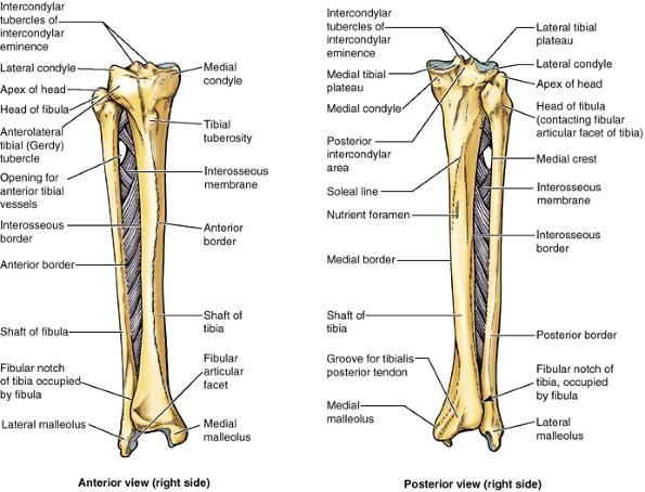 distal ucuyla fibröz birleşmeyi sağlayan fibular çentiği oluşturur. Proksimal tibial şaftın posteriorundaki diagonal çıkıntı soleus çizgisi adını alır, medial kenara doğru inferomedial olarak uzanır.