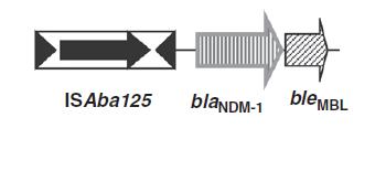bla NDM genetik çevresi Her zaman ble MBL geni ile birliktedir 5