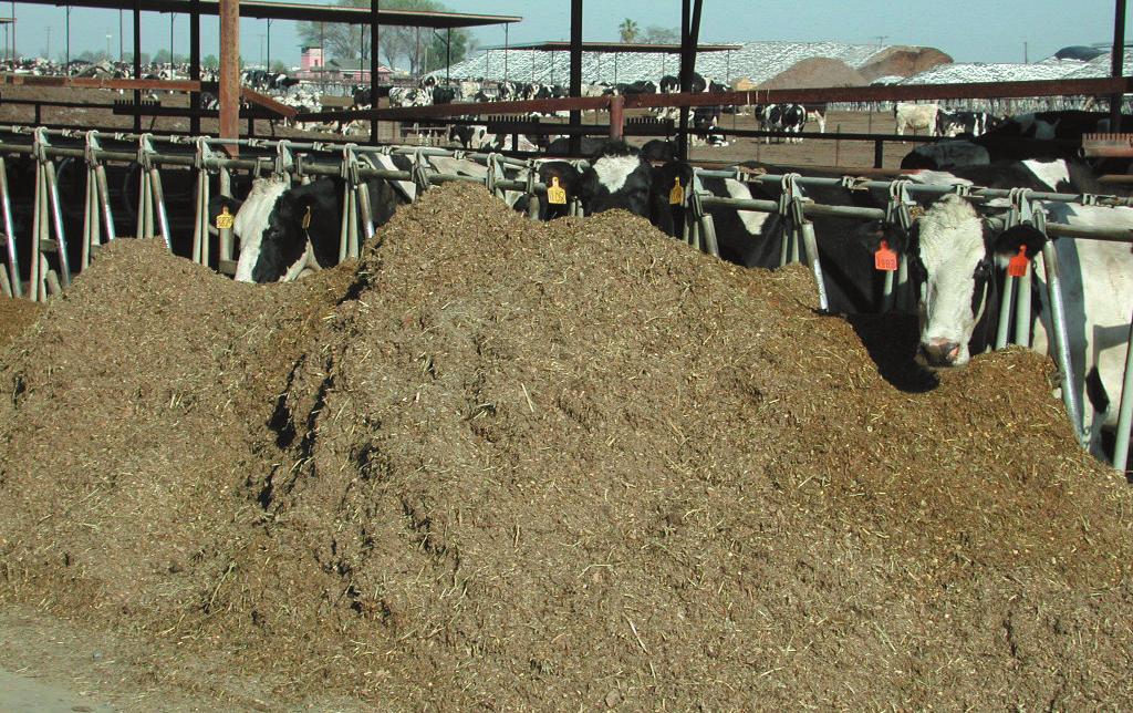 İneklerin kuruya çıkarılırken şişman veya zayıf olmamaları gerekmektedir. Ayrıca inekler kuru dönem boyunca zayıflatılmaya veya şişmanlatılmaya çalışılmamalıdır.