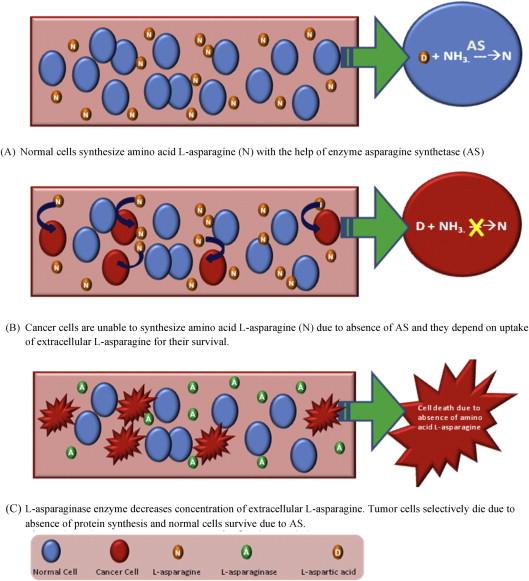 L-asparajini aspartik asit ve amonyağa çevirir. Kanda serbest asparajin tükenir Lösemik hücrelerde asparajin sentetaz yoktur, hücre için gerekli asparajin üretilemez.