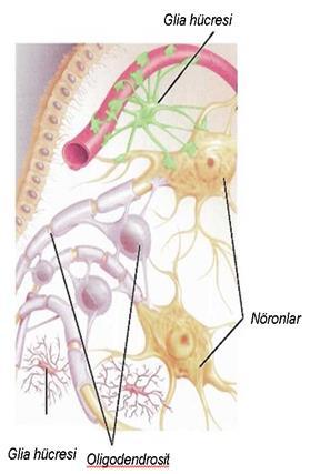 Çevresel sinir sistemine ait nöronlardaki miyelin kılıf, Schwann hücreleri arasında kesintiye uğrayarak boğumlar meydana getirir. Bu boğumlara Ranvier boğumları adı verilir.