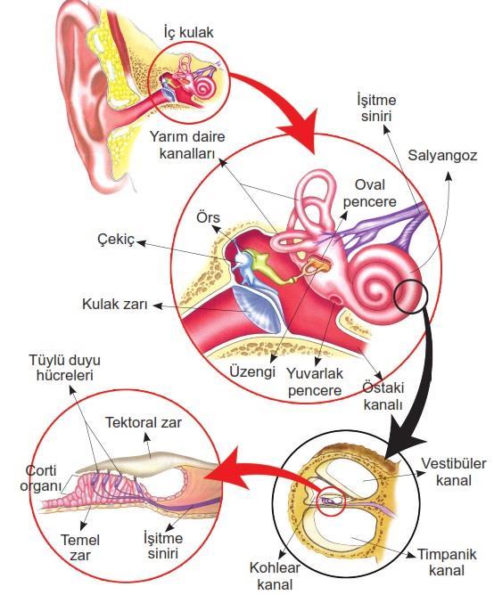 İşitmeyi sağlayan korti organı kohlear kanalında bulunur. Korti organı, serbest ucunda titrek tüyler taşıyan duyu hücrelerinden meydana gelir. Denge: Vücutta iki çeşit denge olayı vardır.