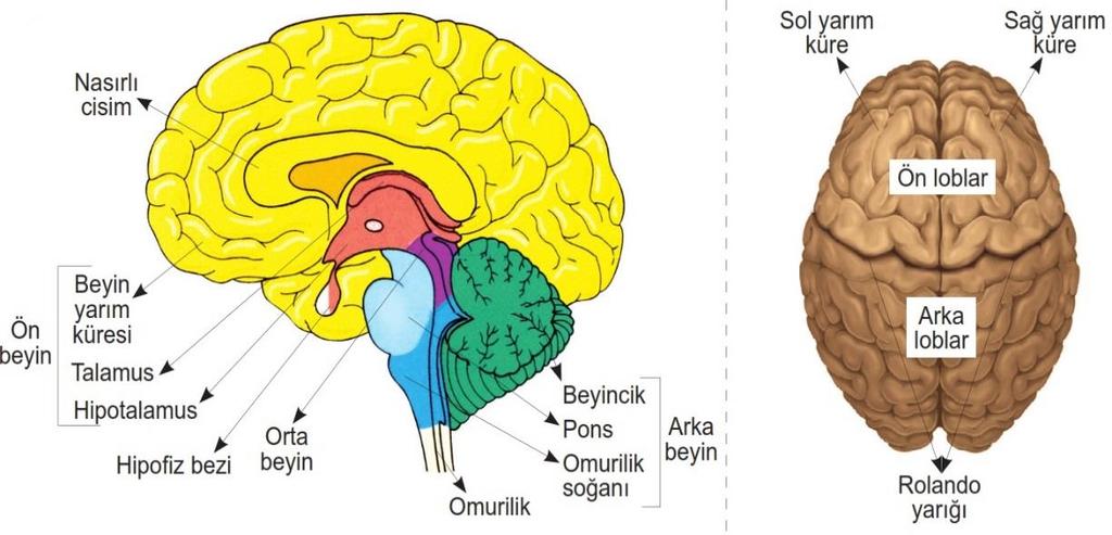 I.Ön Beyin: Beynin en büyük kısmıdır. Dışında boz madde, iç kısmında ise ak madde bulunur. Boz madde miyelinsiz nöron gövdelerinden; ak madde ise miyelinli akson demetlerinden oluşur.