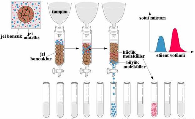 Jel Filtrasyon (Moleküler Eleme) Kromatografisi Karışımdaki moleküllerin, molekül