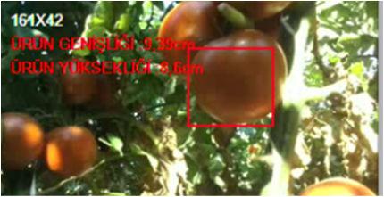 Gerçek tarımsal alanlarda farklı domates meyvesi için yapılan denemeler (Experiments for different tomatoes in real agricultural areas) No 1 2 3 Sonuç görüntüsü (İki farklı kamera) Açıklama Işık