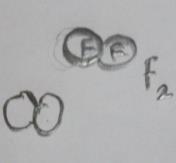 çalışma yaprağında; F2 molekülünde F atomlarını bir arada tutan apolar kovalent bağı modelleyiniz (F:9).
