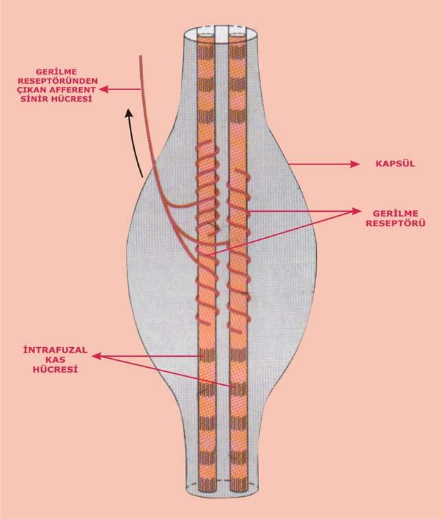Özelleşmiş bir proprioseptör olan kas iğciği aktif veya pasif bir şekilde kasta meydana gelen gerilim değişmelerinden merkezi sinir sistemini haberdar eder, özel reflekslerin meydana gelmesine