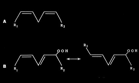 artefakt bir MDA üretimi olmaktadır. Okside lipidlerde bulunan 2,4-alkadienler ve 2- alkenaller de TBA ile pozitif sonuç vermektedir. HPLC, serbest MDA ölçümünde en güvenilir yöntemdir.