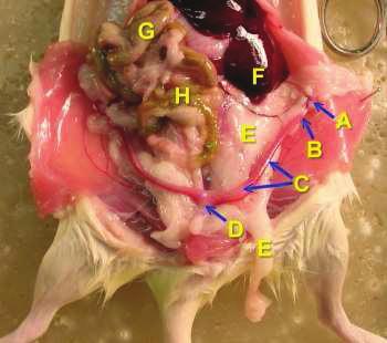 Resim 6. Di i sıçanın ürogenital sistem anatomisi.