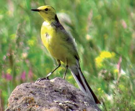 10180 Motacilla citreola Sarıbaşlı Kuyruksallayan Citrine Wagtail