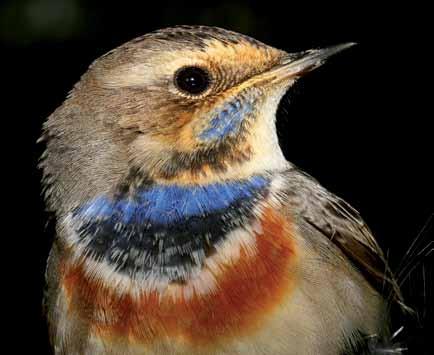 11060 Luscinia svecica Mavigerdan Bluethroat Çağan H. Şekercioğlu İlkbaharda kıyılarda, sonbaharda çalılık ve çimlerle kaplı alanlarda görülür.