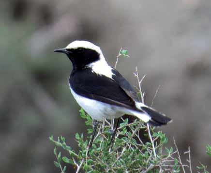 11500 Oenanthe finschii Aksırtlı Kuyrukkakan Finsch's Wheatear Berkan DEMİR Bitki örtüsü bakımından fakir arazilerde, taşlı kurak tepelerdeki tarlalarda, kayalık yamaçlarda