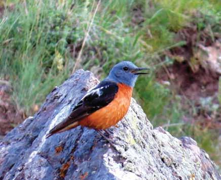 11620 Monticola saxatilis Taşkızılı Rufous-tailed Rock-Thrush Berkan DEMİR Passeriformes (Ötücü kuşlar) Açık arazilerde