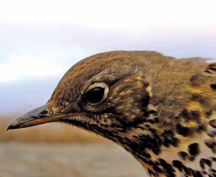 000 Turdus philomelos Öter Ardıç Song Thrush Yakup ŞAŞMAZ Yaprak döken çeşitli ağaçların bulunduğu ormanlar, parklar ve yoğun bitki örtüsü olan bahçeler,makiliklerin bulunduğu