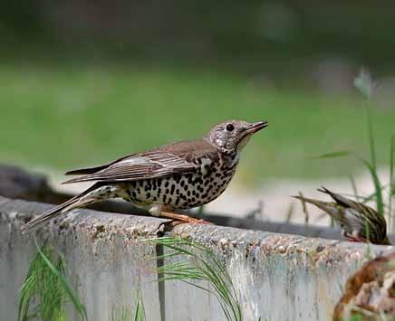 020 Turdus viscivorus Ökse Ardıcı Mistle Thrush Yakup ŞAŞMAZ Yüksek ormanlıklarda, ekili alanların kenarındaki ağaçlıklar, fundalıklar, parklar ve