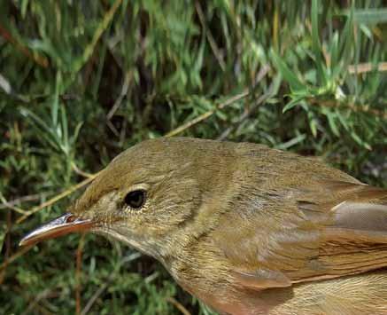 480 Acrocephalus dumetorum Kuzey Kamışçını Blyth's Reed Warbler Yakup ŞAŞMAZ Çalılık ve açıklıklarda bulunan bir türdür,yaygın olarak park ve