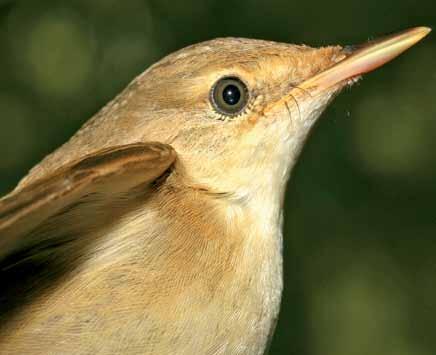 510 Acrocephalus scirpaceus Saz Kamışçını Eurasian Reed-Warbler Çağan H.