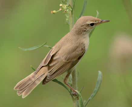 560 Iduna caligata Küçük Mukallit Booted Warbler Murat SALTIK Islak çayırlar, çalılıklar, bahçeler, meyve bahçeleri, Bozkırlar ve ormanlık alanlar, Nehri yakınlarında