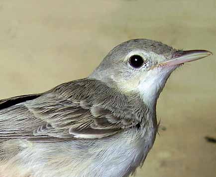 570 Hippolais languida Dağ Mukallidi Upcher's Warbler Peter WENCEL Seyrek ve bodur ağaçlı kurak yamaçlar,