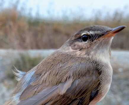 13030 Phylloscopus fuscatus Esmer çıvgın Dusky Warbler Berkan DEMİR Passeriformes (Ötücü kuşlar) Ormanlık alanlar, nehir, dere yatakları ve ağaçlık