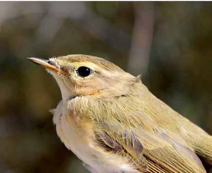 13110 Phylloscopus collybita Çıvgın Common Chiffchaff Mete TÜRKOĞLU Passeriformes (Ötücü kuşlar) Ormanlar,