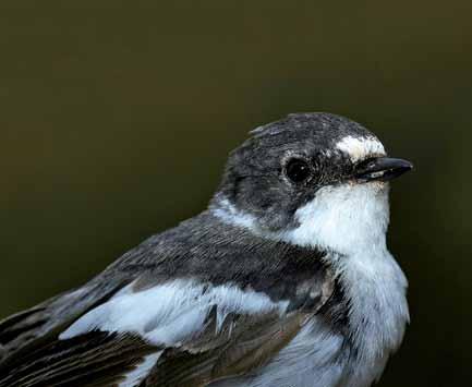 13480 Ficedula albicollis Halkalı Sinekkapan Collared Flycatcher Çağan H.