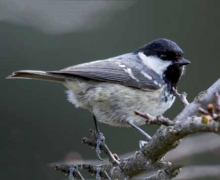 14610 Periparus ater Çam Baştankarası Coal Tit Mustafa AKÇA Passeriformes (Ötücü kuşlar)